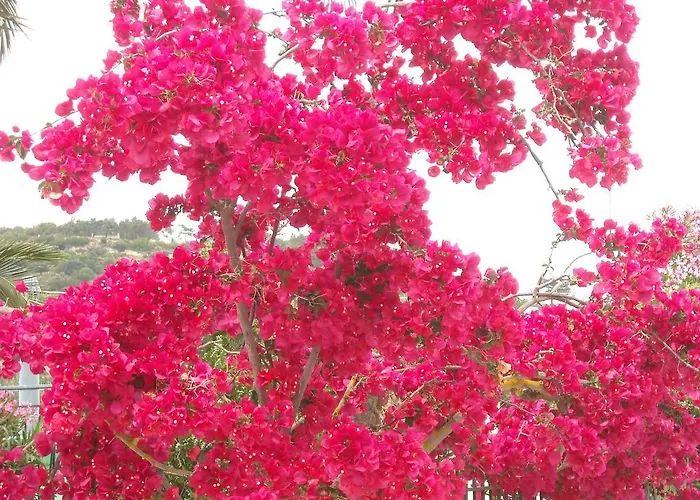 Erietta 3* Svoronata