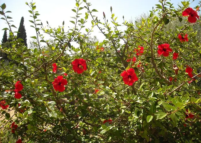 Erietta 3* سفوروناتا